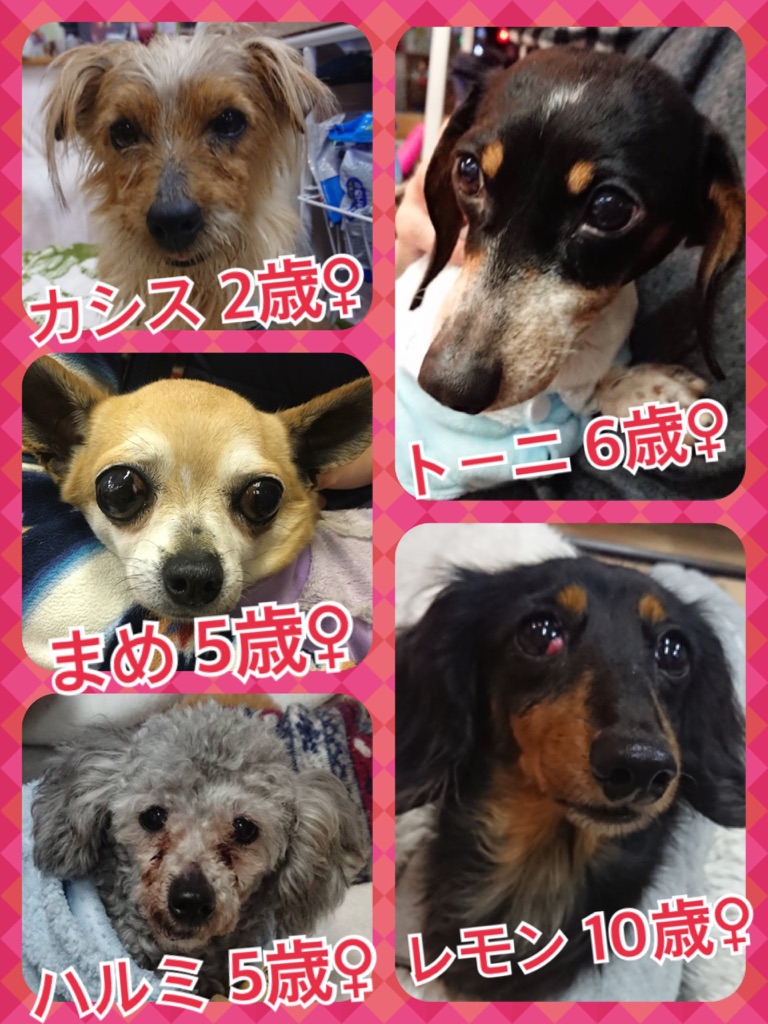 今日から三連休🎶皆さまのご来店が保護活動になります😃里親希望者様もお待ちしています💓